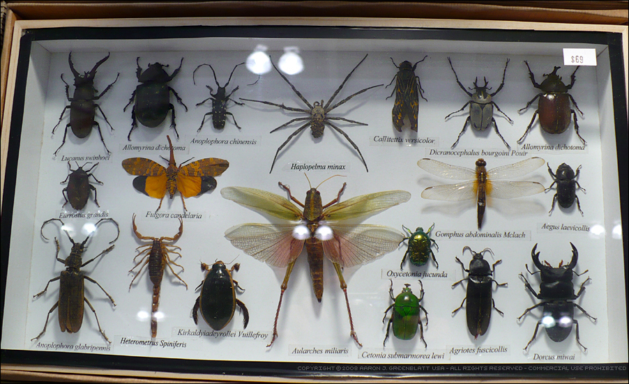 Bug_Collection_by_Undistilled